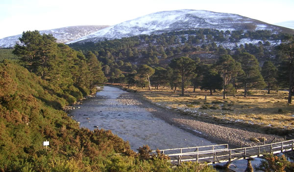 Glen Feshie, showing remnants of the Ancient Caledonian Pine Forest